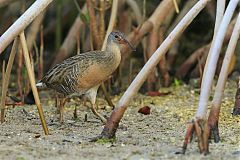 Clapper Rail